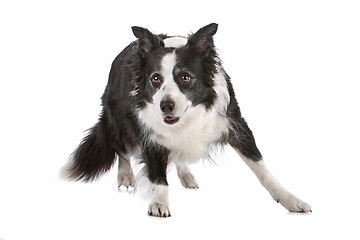 Image showing border collie sheepdog