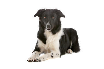 Image showing border collie sheepdog