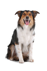 Image showing border collie sheepdog