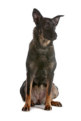 Image showing Dutch shepherd dog