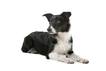 Image showing border collie sheepdog