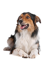 Image showing border collie sheepdog