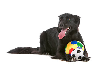 Image showing border collie sheepdog