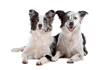 Image showing two border collie sheepdogs