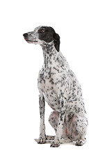 Image showing white Greyhound dog with black spots