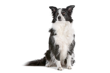 Image showing border collie sheepdog