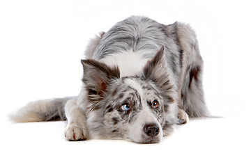 Image showing border collie sheepdog