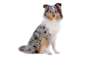 Image showing Shetland Sheepdog, Sheltie