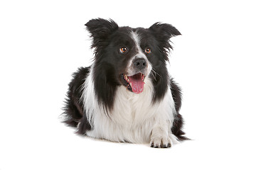 Image showing border collie sheepdog