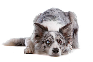 Image showing border collie sheepdog