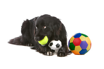 Image showing border collie sheepdog