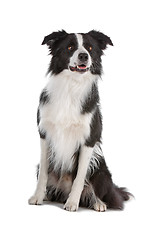 Image showing border collie sheepdog