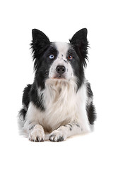 Image showing border collie sheepdog