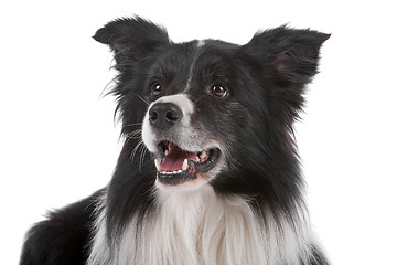 Image showing border collie sheepdog