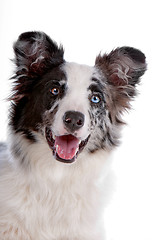 Image showing border collie sheepdog