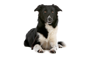 Image showing border collie sheepdog