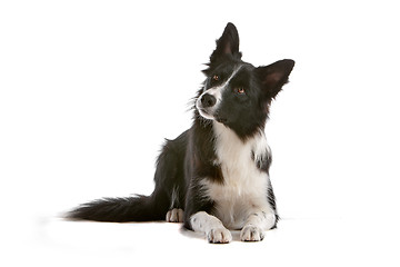 Image showing border collie sheepdog