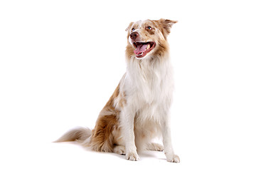 Image showing border collie sheepdog