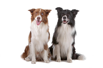 Image showing two border collie sheepdogs