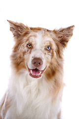 Image showing border collie sheepdog