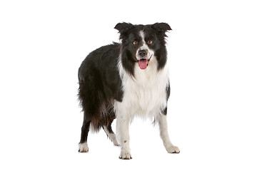 Image showing border collie sheepdog