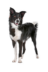 Image showing border collie sheepdog