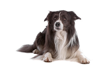 Image showing border collie sheepdog