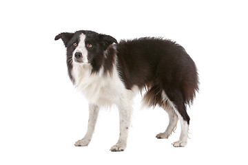 Image showing border collie sheepdog