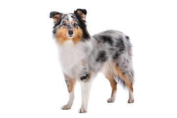 Image showing Shetland Sheepdog, Sheltie