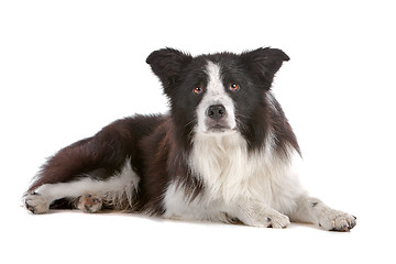 Image showing border collie sheepdog