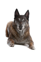 Image showing old and grey Belgian Shepherd