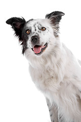 Image showing border collie sheepdog