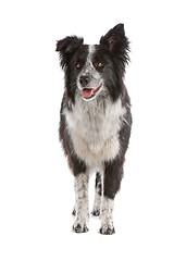 Image showing border collie sheepdog