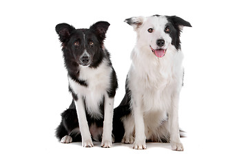 Image showing two border collie sheepdogs