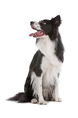 Image showing border collie sheepdog