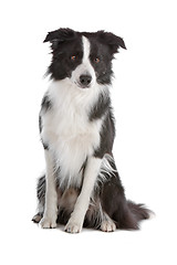 Image showing border collie sheepdog