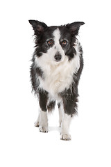 Image showing border collie sheepdog