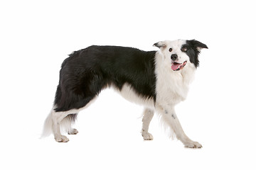 Image showing border collie sheepdog