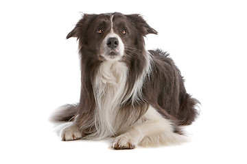 Image showing border collie sheepdog