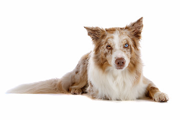 Image showing border collie sheepdog