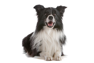 Image showing border collie sheepdog