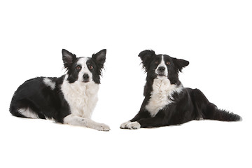 Image showing two border collie sheepdogs