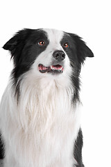 Image showing border collie sheepdog