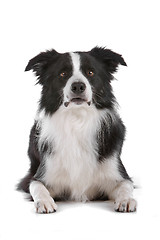 Image showing border collie sheepdog