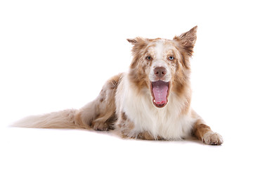 Image showing border collie sheepdog