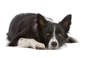 Image showing border collie sheepdog