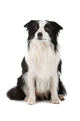 Image showing border collie sheepdog