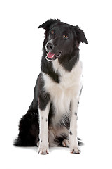 Image showing border collie sheepdog