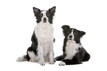 Image showing two border collie sheepdogs