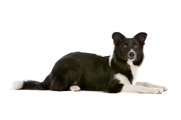 Image showing border collie sheepdog